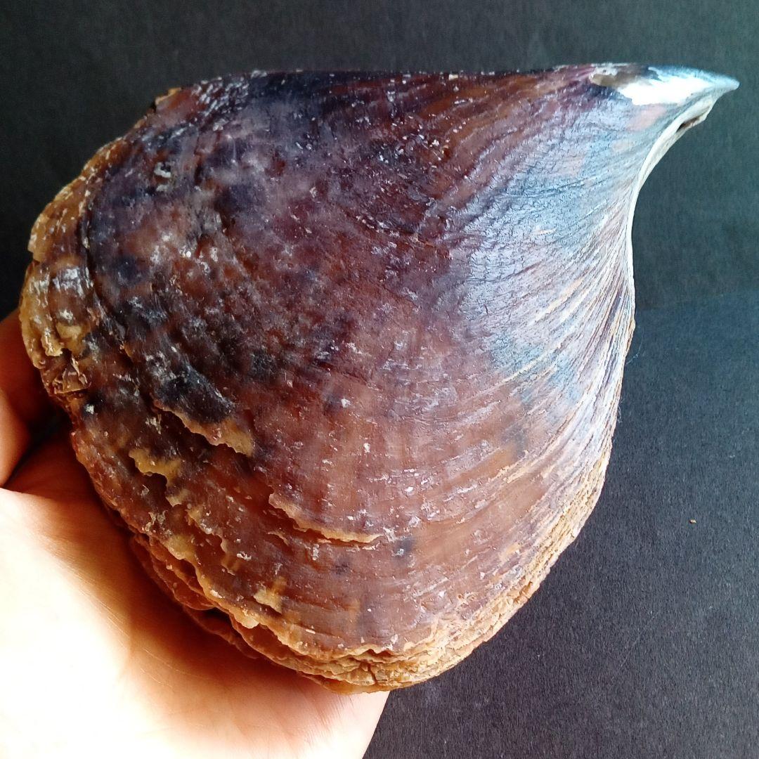 骨格　標本　貝殻　タイラギ　平貝　海外産