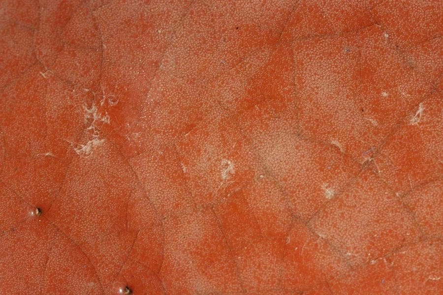 茶道具 赤楽平茶碗(BB471)