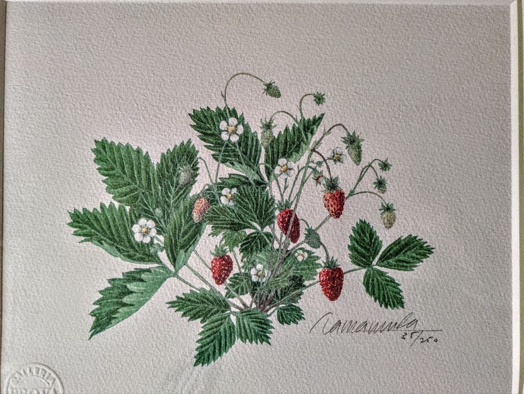 玉村豊男 「森のイチゴ ２００１」自筆サイン、美品