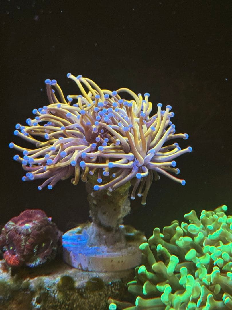 水槽内の個体リクエスト販売