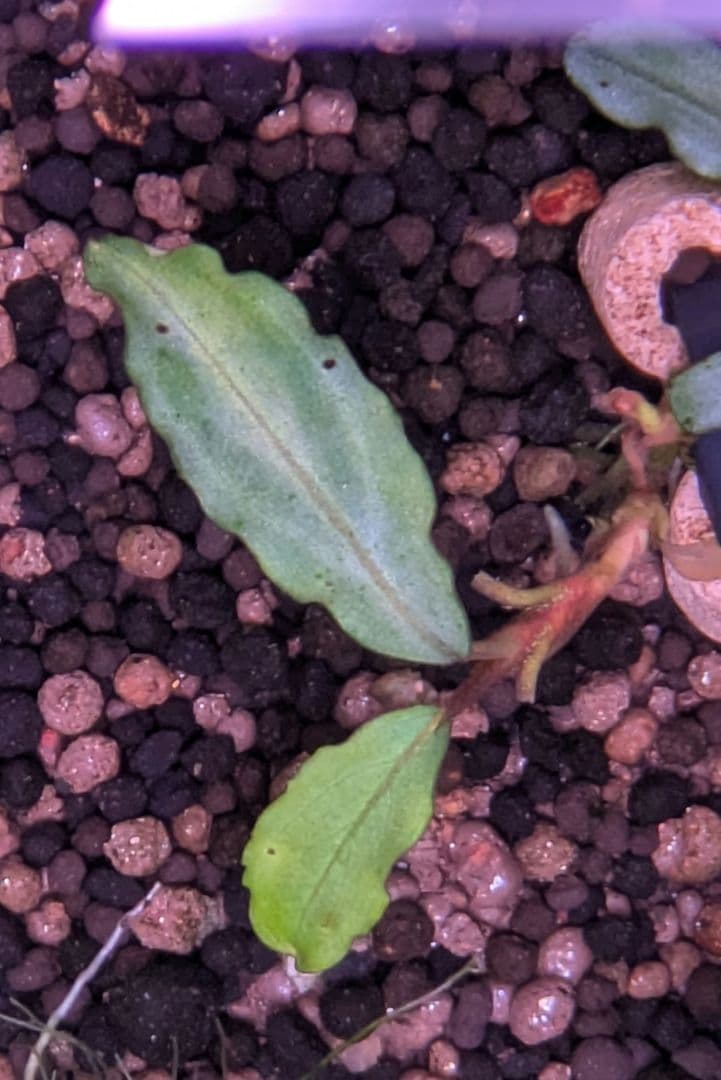 【銀葉の最上級】ブセファランドラspオーロラKN便　水中葉　コケ・スネールなし