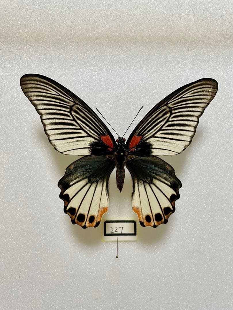 【白化型】ナガサキアゲハ（メス、タイ産飼育品）