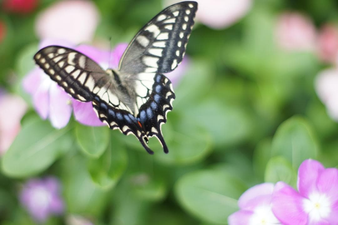 【極上美品・完動品】PENTAX SMC TAKUMAR 50mm F1.4