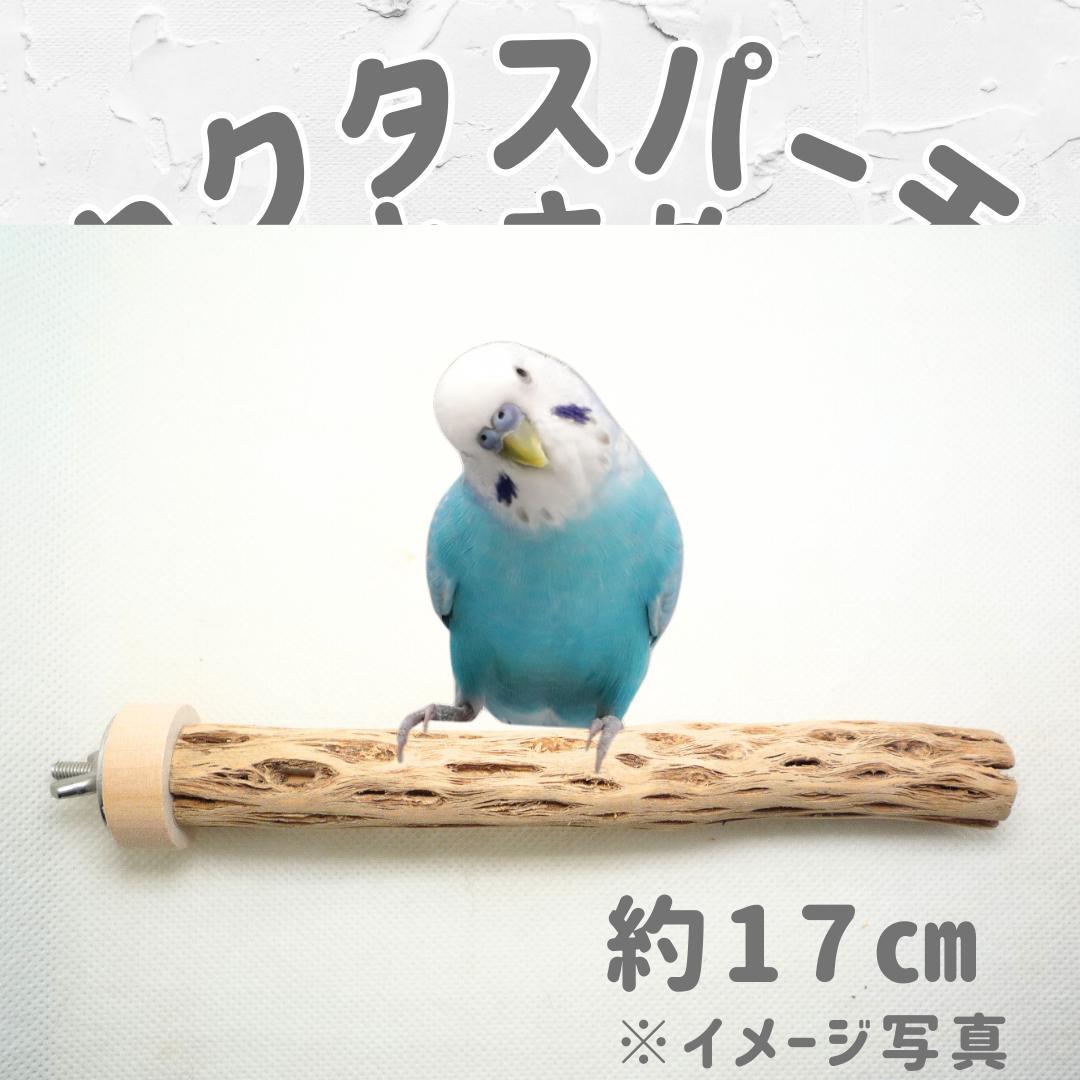 R@　おまとめ　カクタスパーチ　３本