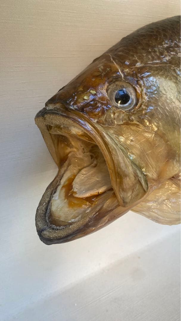 ブラックバス　剥製　剥製工房フィッシュワールド