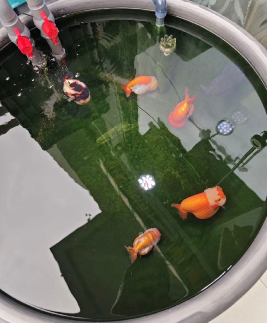 市場最安値、水中ポンプ25w付き大型水槽万能濾過装置濾過外部式濾過層送料込み