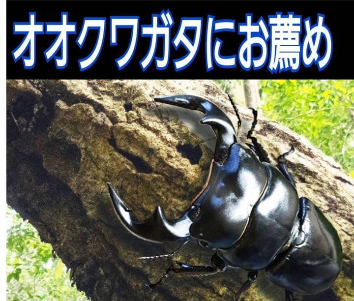 極上！黒アワビタケ菌糸瓶【12本】初令、2令に最適なサイズ！ニジイロクワガタに！