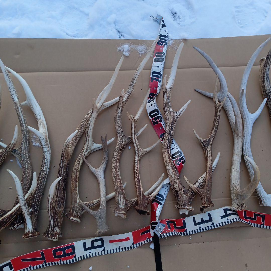 蝦夷鹿の角 　犬のおもちゃ、工芸品などに 自然素材　７番