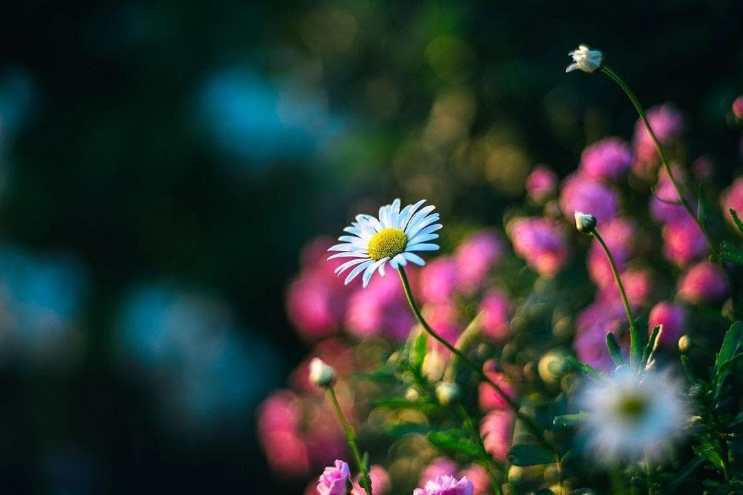 ★美品★Carl Zeiss Planar 50mm F1.4 T* MMJ