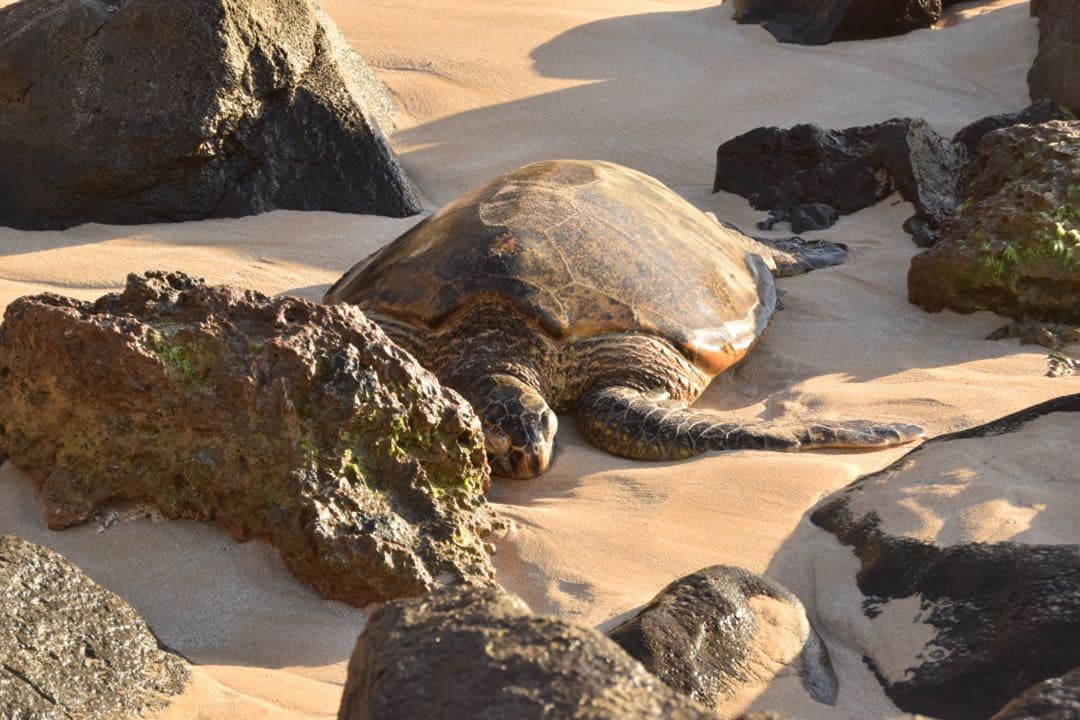 一眼レフレンズ: SIGMA DC18-200mm1:3:5-6.3II HSM