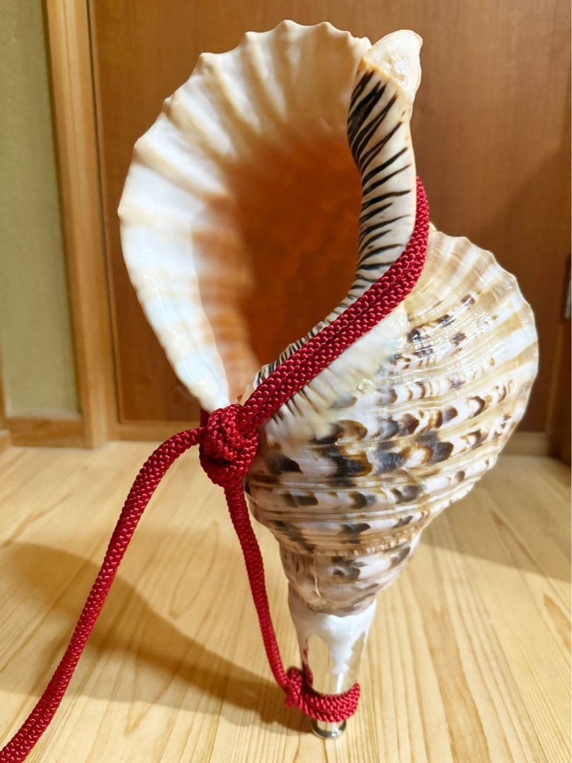 特大42㎝修験道法螺貝　山伏　密教　魔除け　熊よけ❣️ホラガイ　ほら貝　赤紐付き