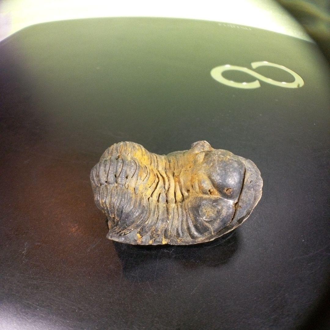 三葉虫　化石　fossil　海　ボリビア産　trilobite　海生動物分類①