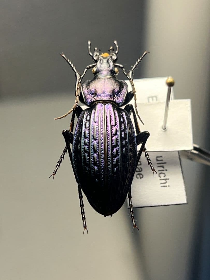 【30mm】Eucarabus ulrichi オサムシ カブリモドキ標本