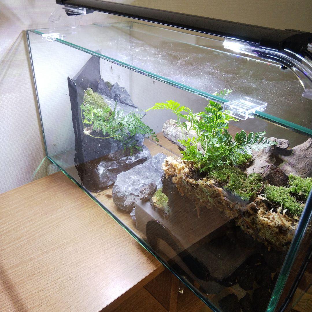 オーダーメイドアクアテラリウム