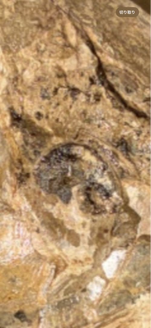 筋繊維や眼球が残ってるクラドキクルス