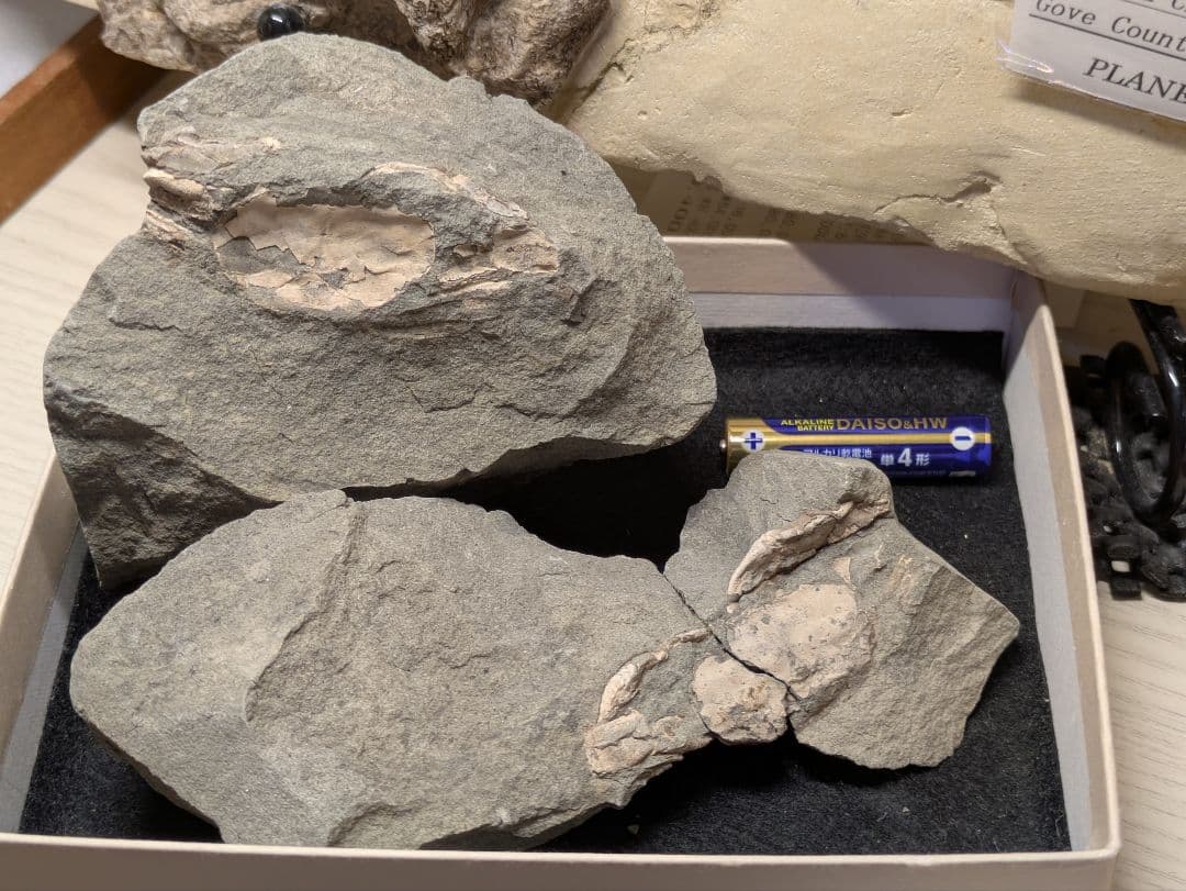カニ　化石　標本　地学　原石