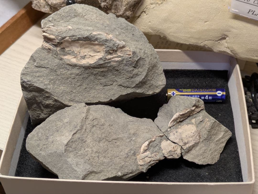 カニ　化石　標本　地学　原石