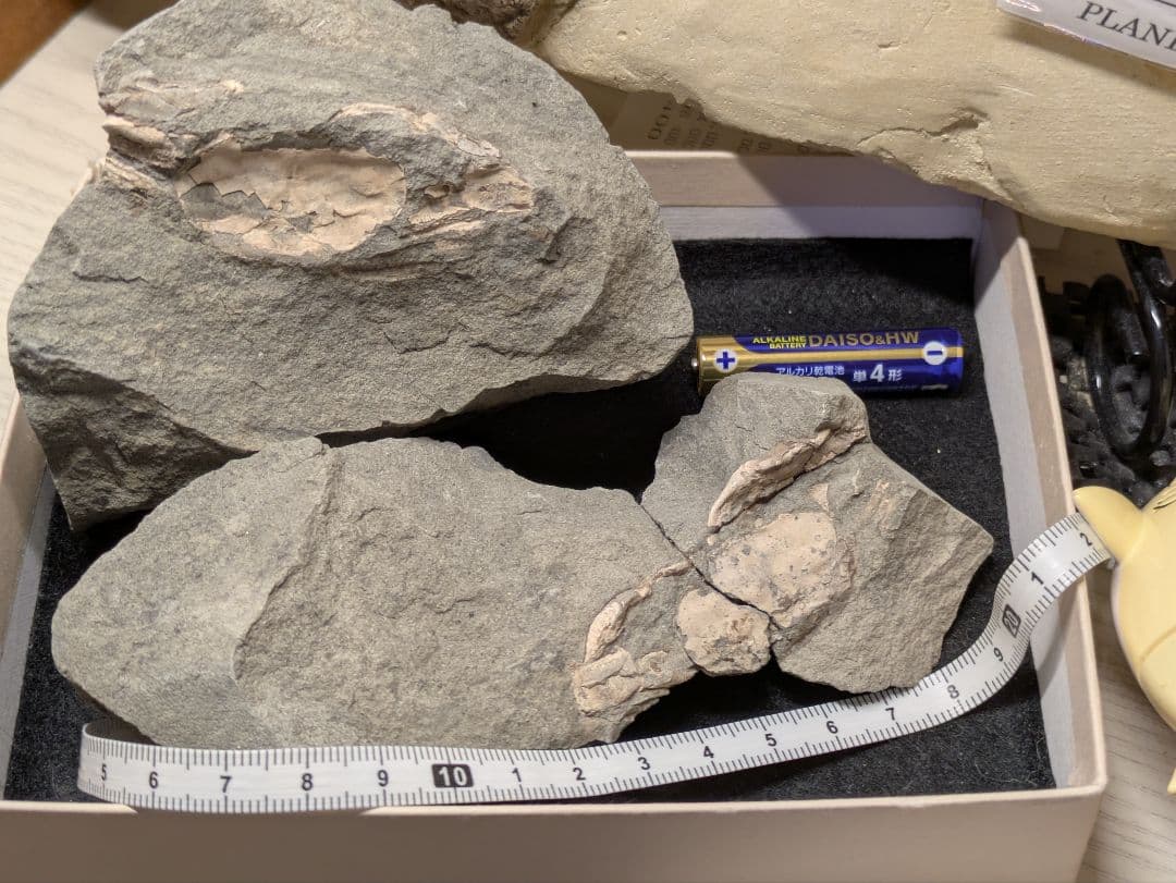 カニ　化石　標本　地学　原石