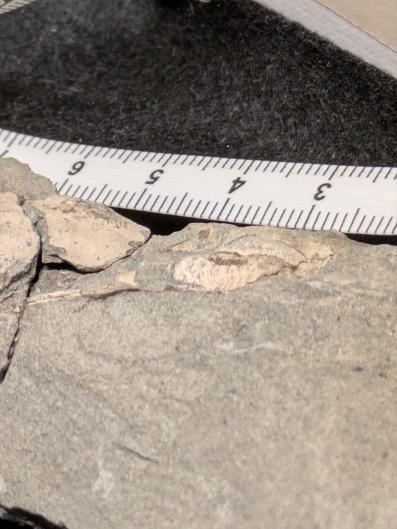 カニ　化石　標本　地学　原石