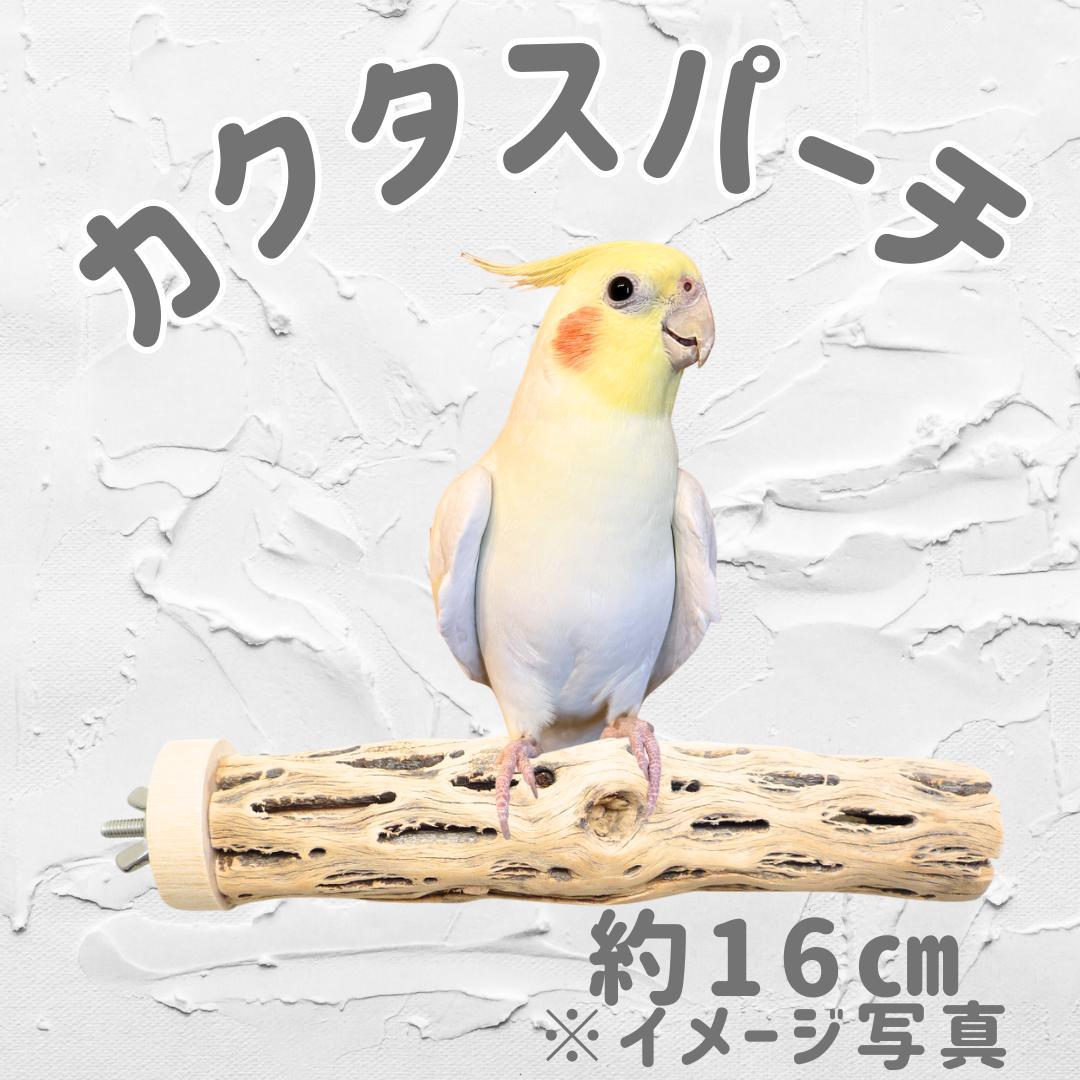 ⭐︎Diamond★　おまとめ　カクタスパーチ　３本