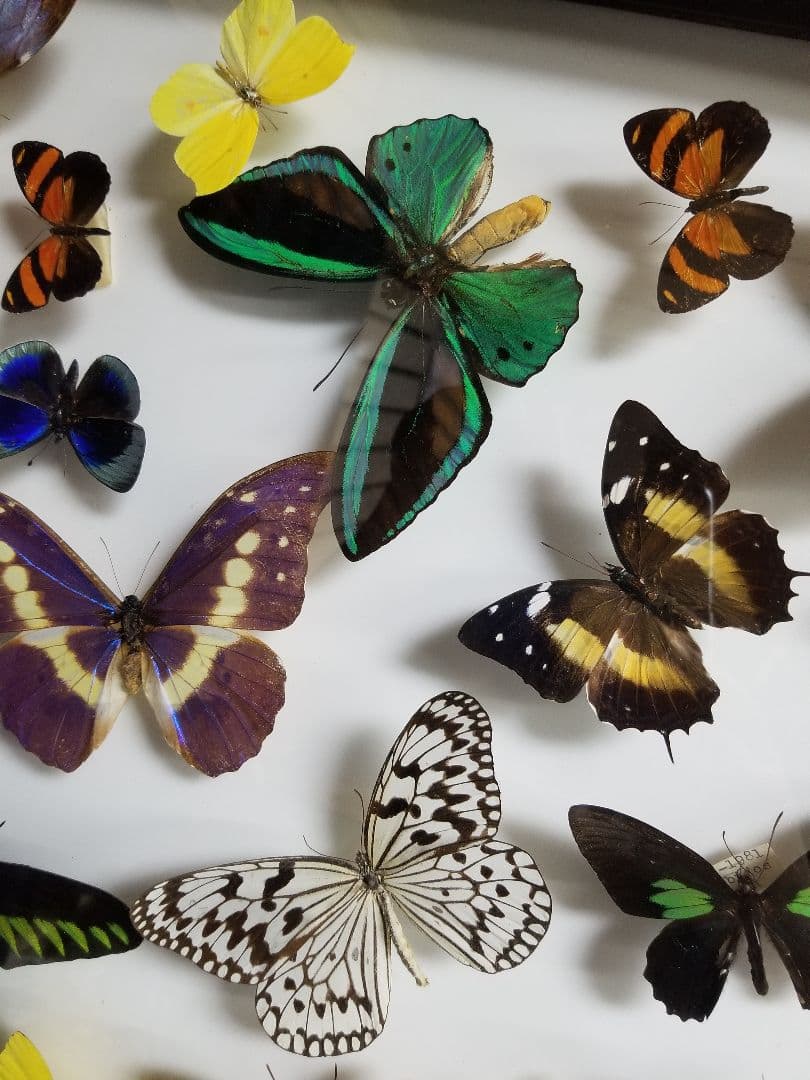 蝶々色々 標本 ナルキ♂️(亜種)含む