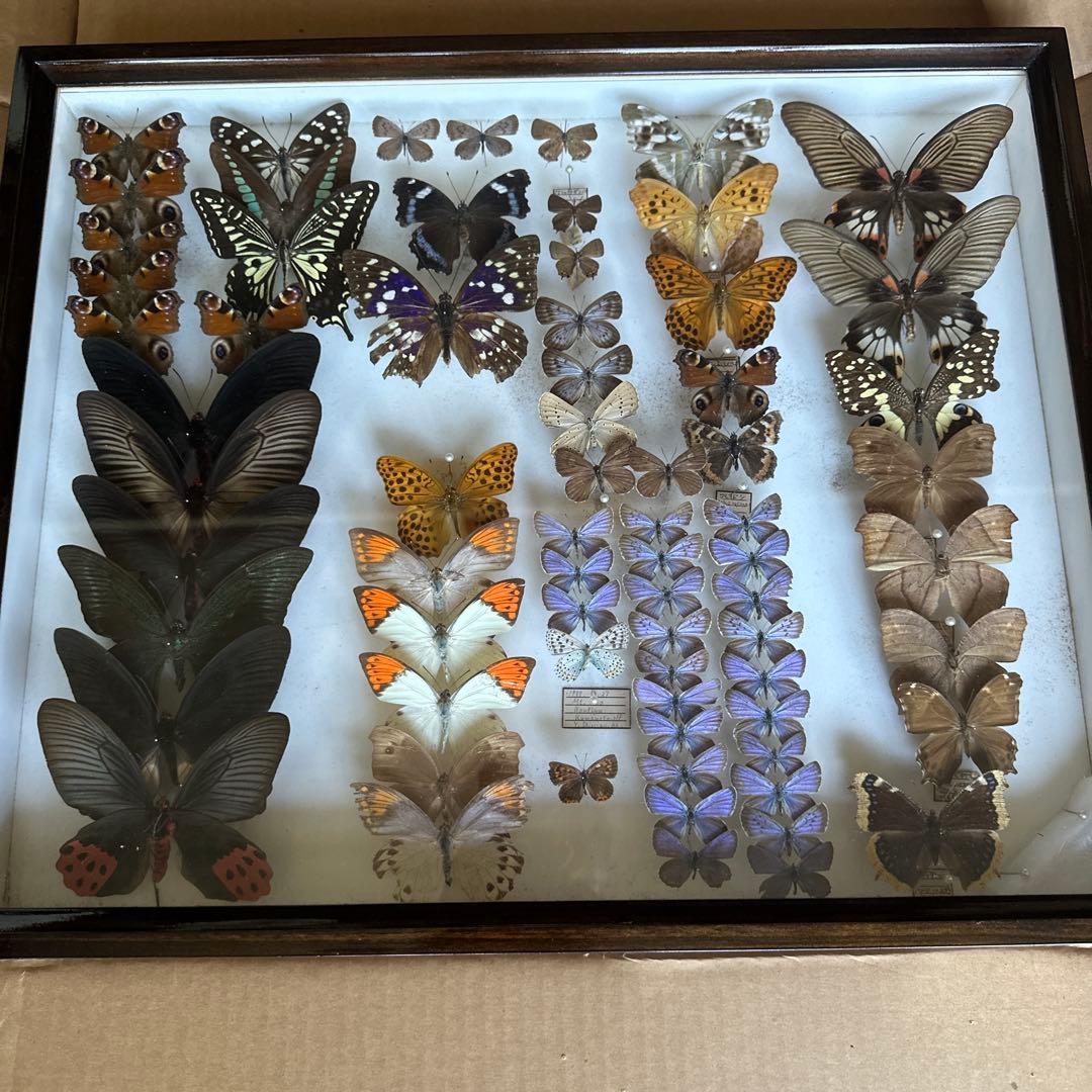 志賀昆虫　ドイツ箱