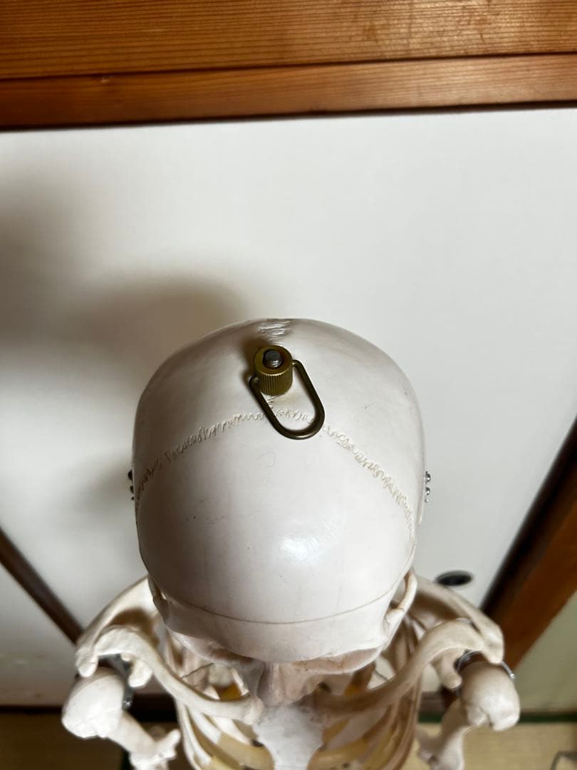 人骨模型　骨格模型　170cm 脊柱模型　70cm