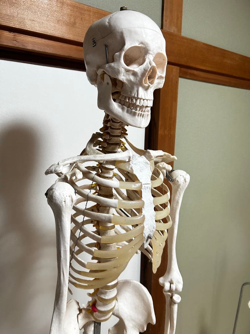 人骨模型　骨格模型　170cm 脊柱模型　70cm