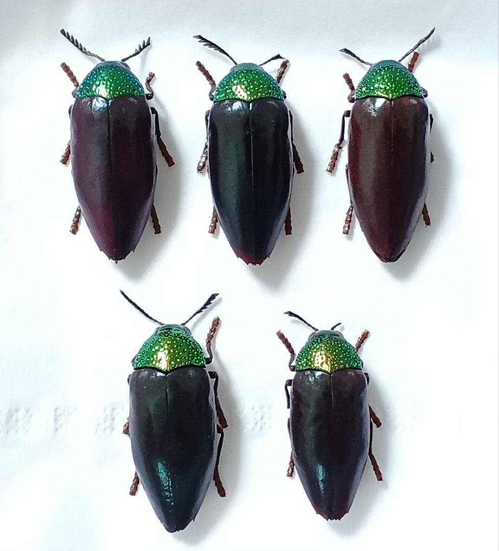 インド産　フトタマムシ　標本　6頭セット