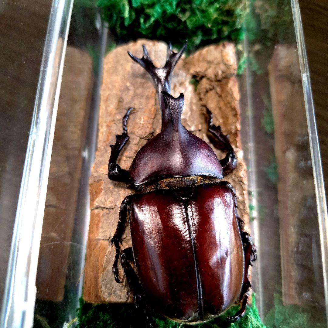 宝物野生巨大超特大大型87mm頭角19.8mm胸角6.4mmぐらいカブトムシ標本