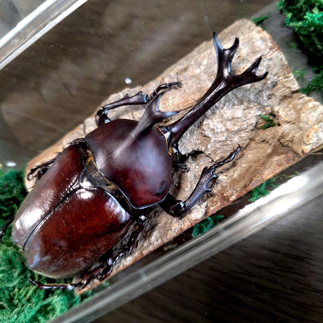 宝物野生巨大超特大大型87mm頭角19.8mm胸角6.4mmぐらいカブトムシ標本