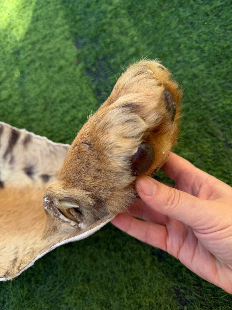 虎 剥製　国際希少野生動植物種登録票付き