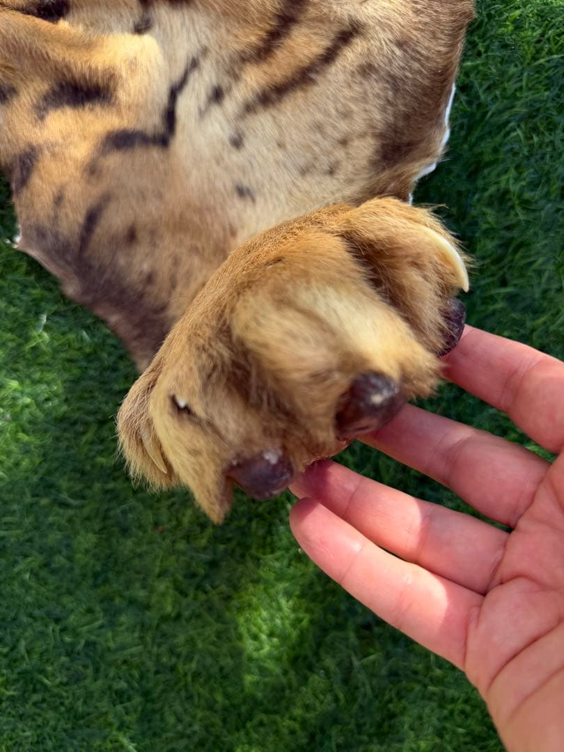 虎 剥製　国際希少野生動植物種登録票付き