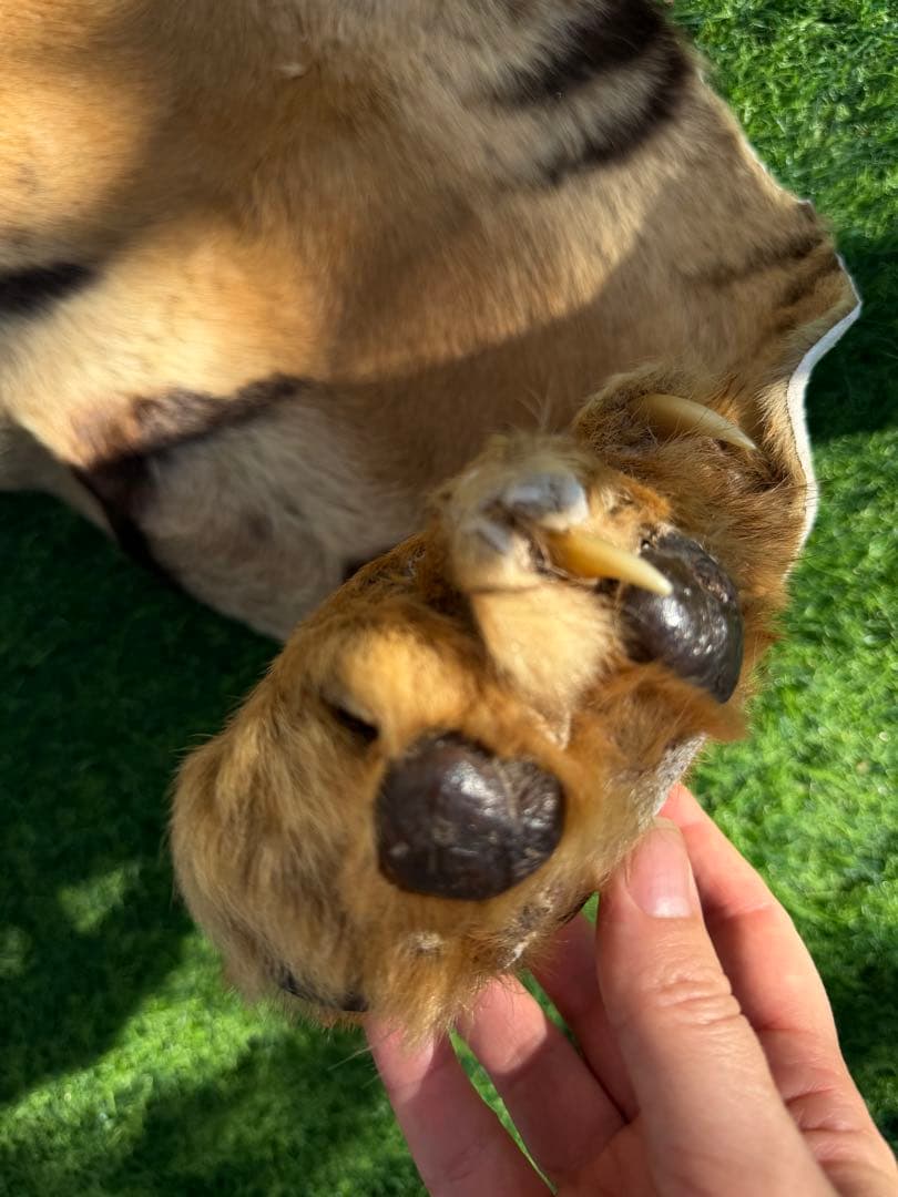 虎 剥製　国際希少野生動植物種登録票付き