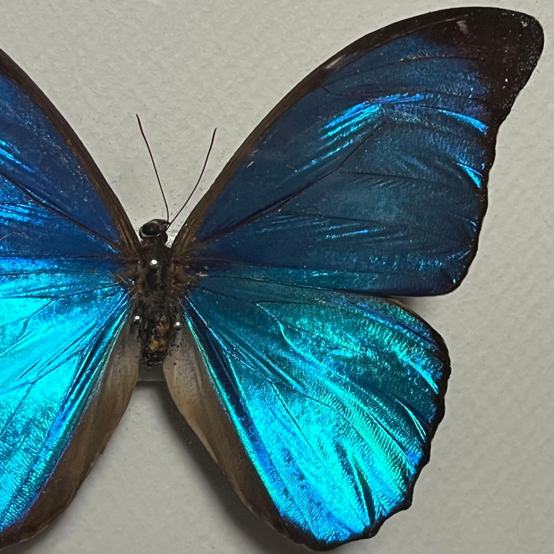 モルフォチョウ　大型個体　標本