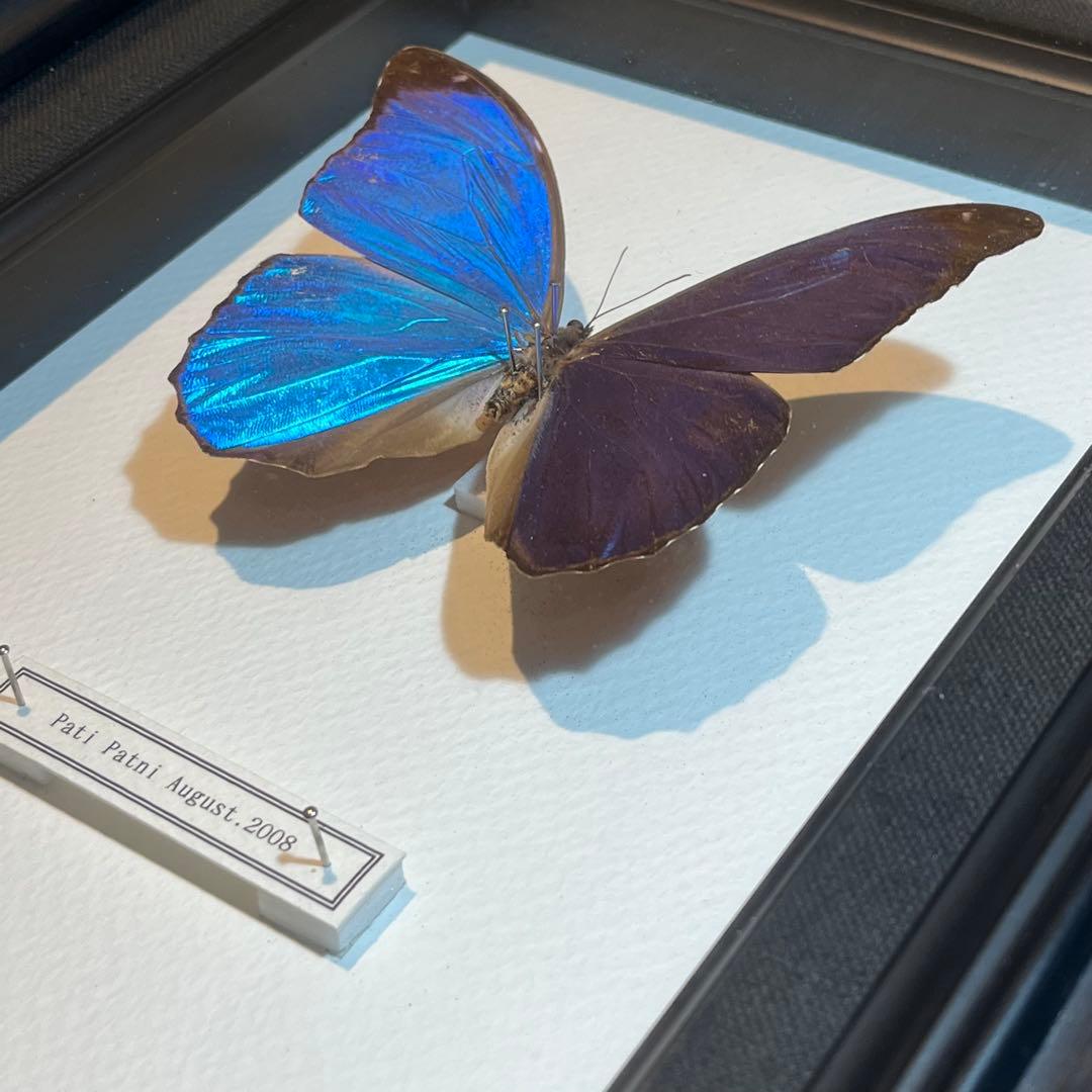 モルフォチョウ　大型個体　標本