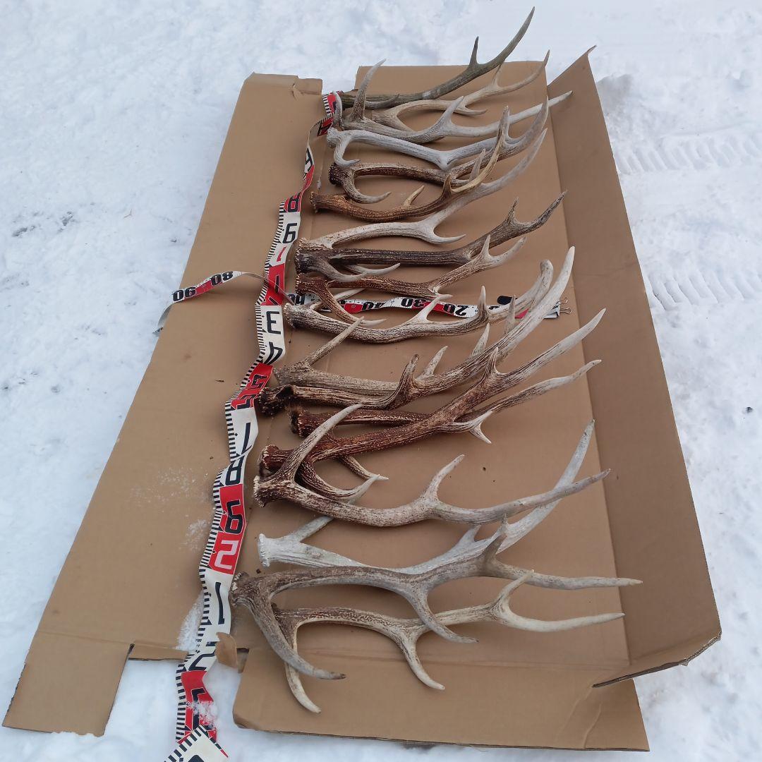 鹿の角 　犬のおもちゃ、工芸品などにどうぞ　２８番