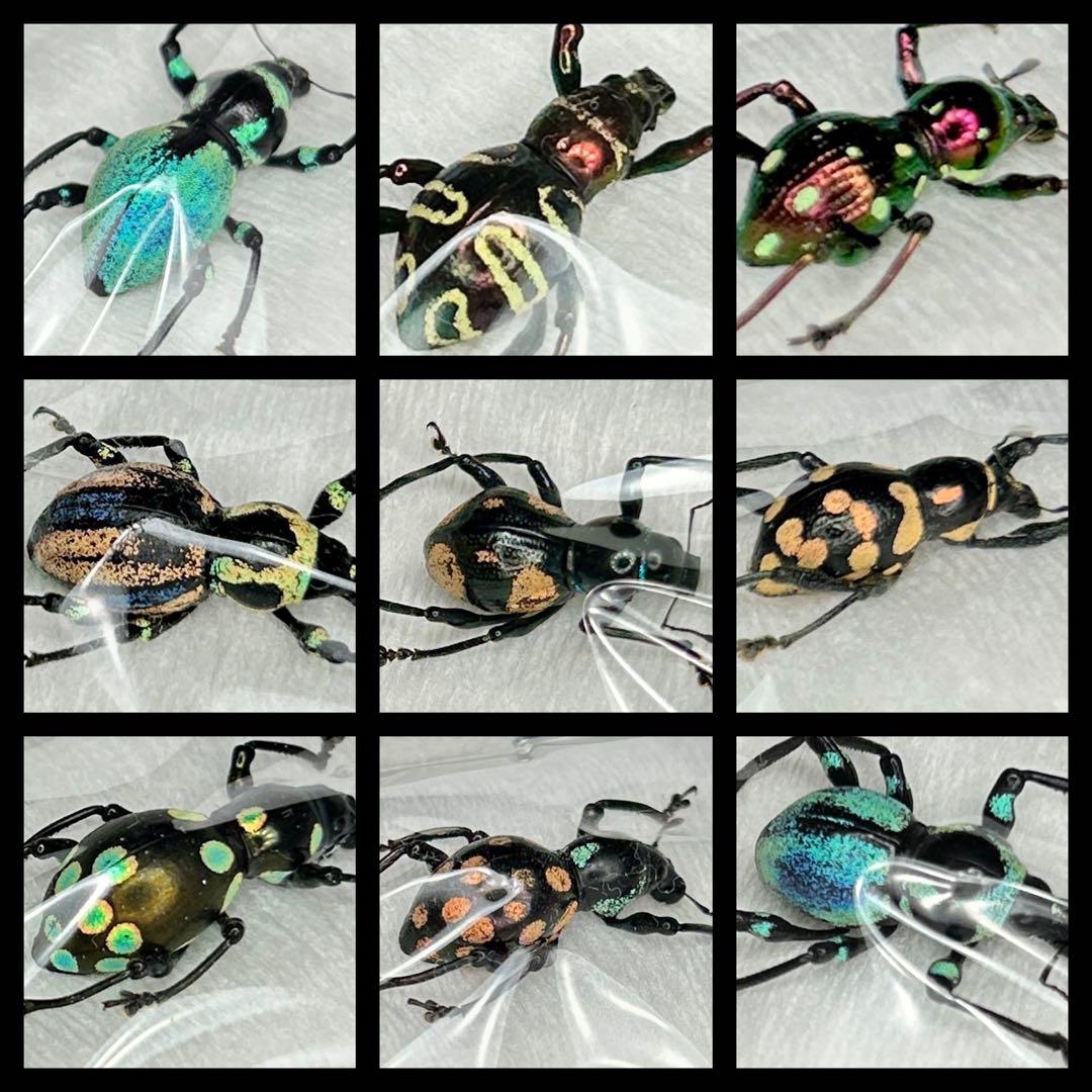 お値下げ終了01113 カタゾウムシ　12頭セットＣ