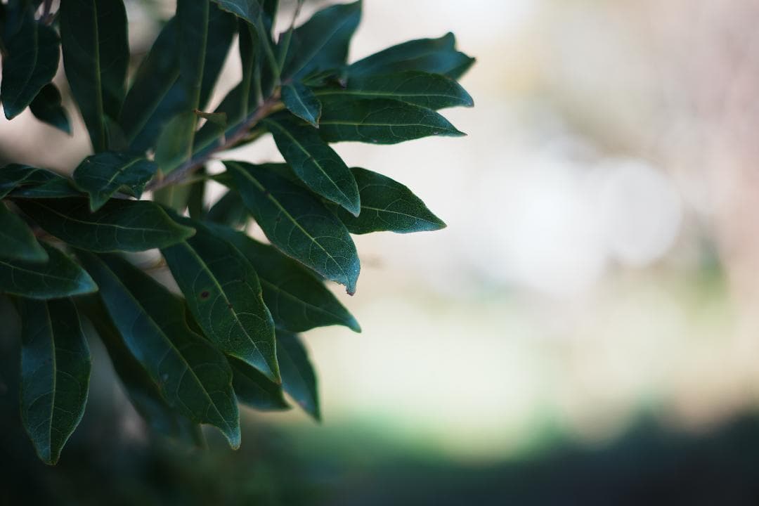 【整備＆テスト済】Minolta New MD 85mm F2 985