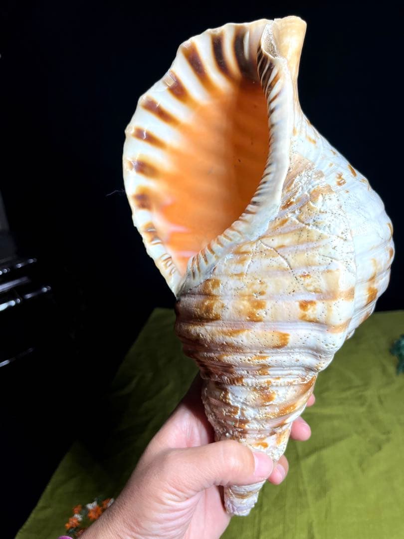 法螺貝　ホラ貝　大きさ約28cm 前後 ホラガイ　ほら貝