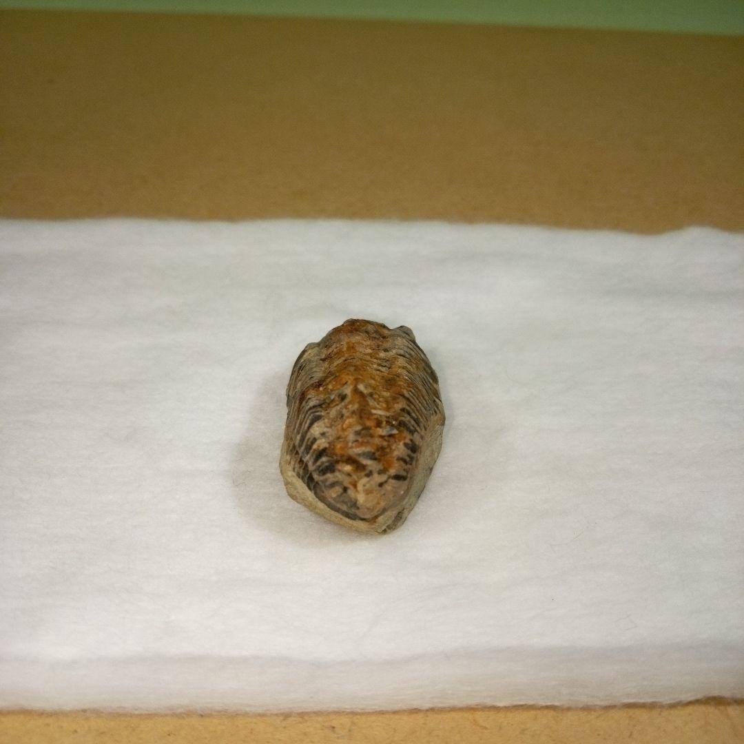 三葉虫　化石　fossil　ボリビア産　レア　Fossil判別⑧