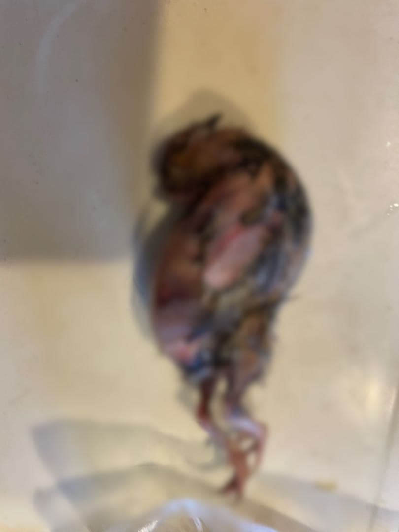 冷凍　親うずら　未処理100羽入　数量限定　残3個