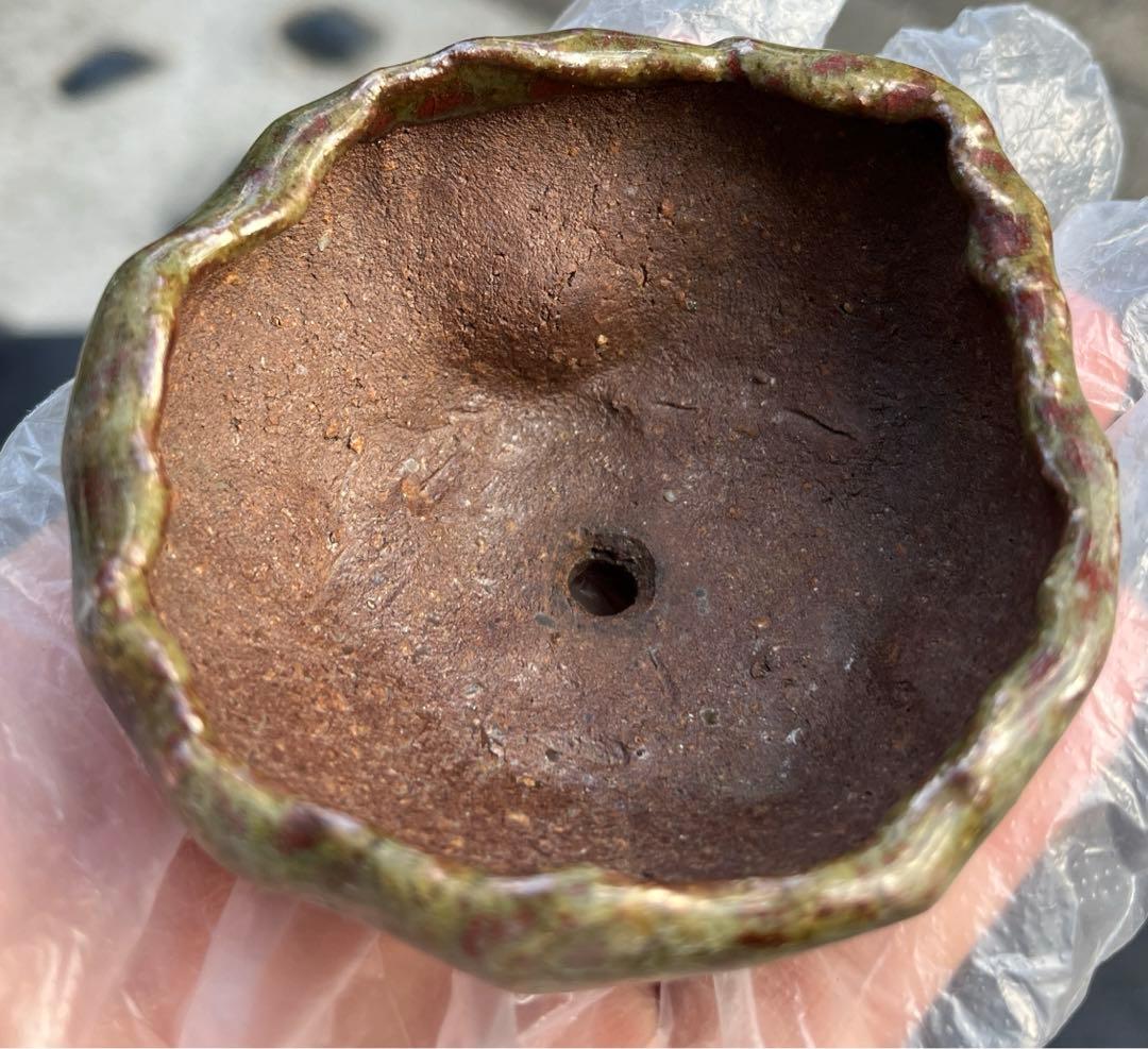 虹泉　盆栽鉢　小品　ミニ