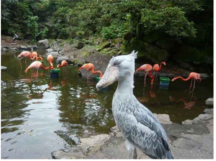 SHOEBILL ハシビロコウ 新品 未使用