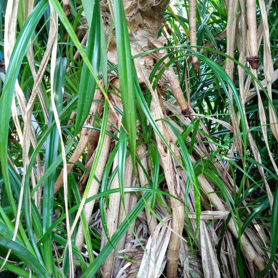 ハワイ産沖縄育ちの\"ラウハラ特選生葉”