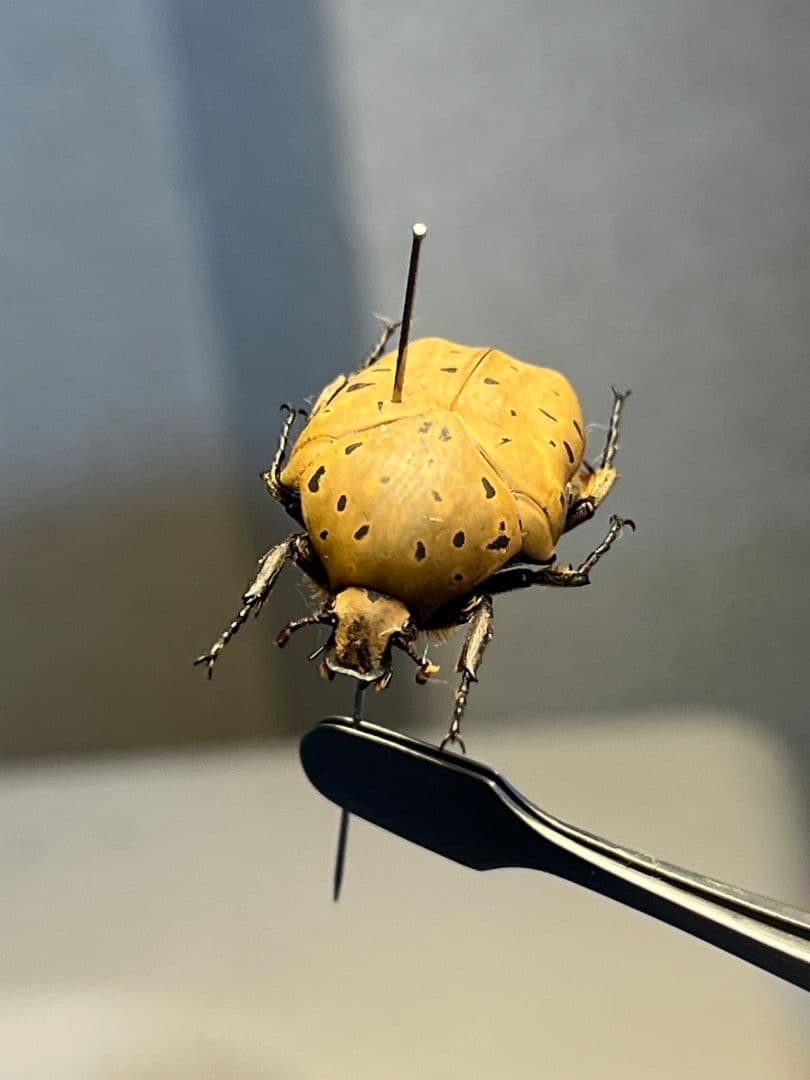 ヒョウモンアヤヒシムネハナムグリ 標本 カナブン プラチナコガネタマムシコメツキ