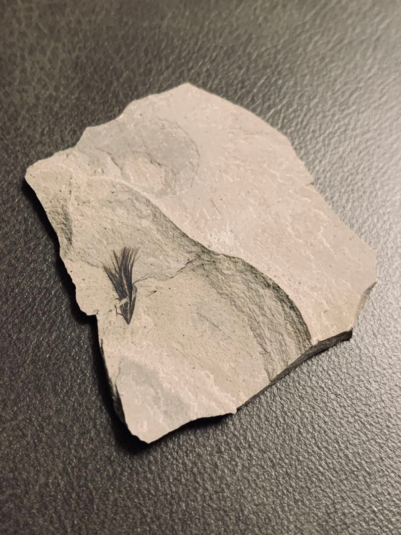 鳥の羽 羽毛 化石