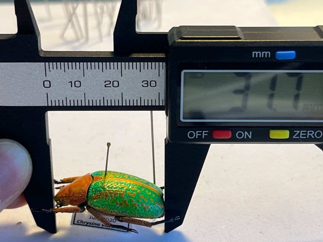 【31mm】ヴィクトリナウグイスコガネ　プラチナコガネ　標本　カナブンハナムグリ