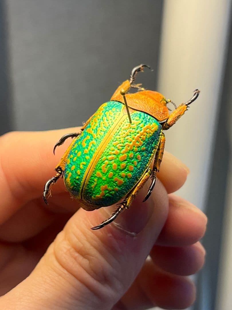 【31mm】ヴィクトリナウグイスコガネ　プラチナコガネ　標本　カナブンハナムグリ