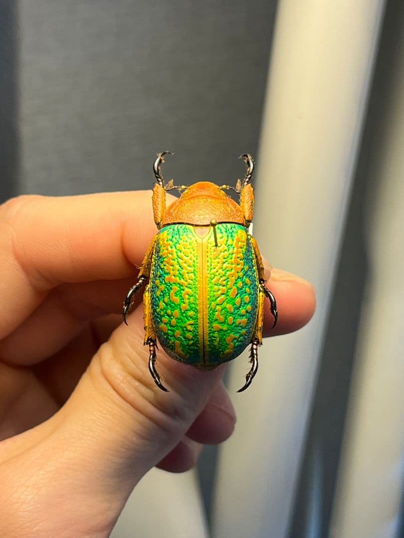 【31mm】ヴィクトリナウグイスコガネ　プラチナコガネ　標本　カナブンハナムグリ